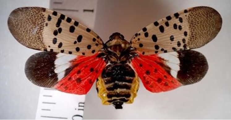 #bioPGH Special Update: Spotted Lanternfly - A New Invasive Pest Threat in Pittsburgh