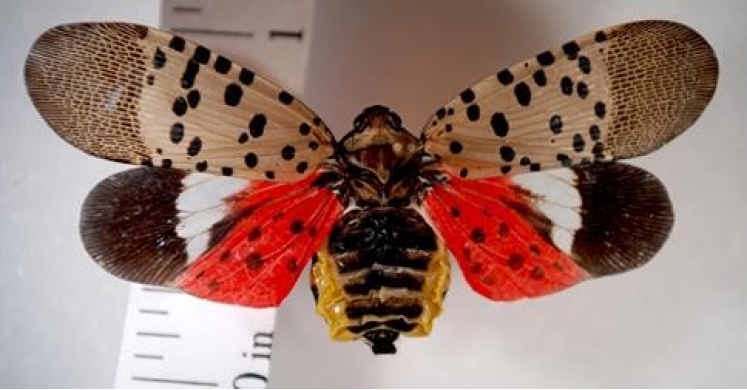 #bioPGH Special Update: Spotted Lanternfly - A New Invasive Pest Threat in Pittsburgh #bioPGH Special Update: Spotted Lanternfly - A New Invasive Pest Threat in Pittsburgh