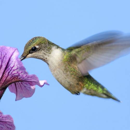 Helpful Hummingbirds