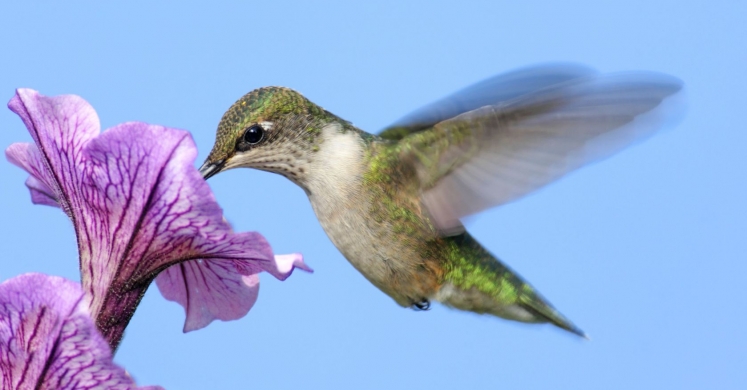 Helpful Hummingbirds