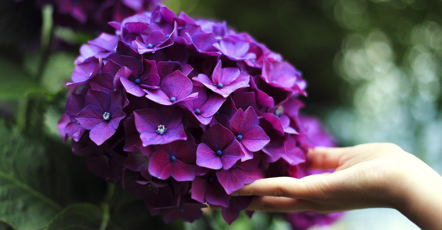 Ask Dr. Phipps Hydrangeas Don’t Bloom Phipps Conservatory and