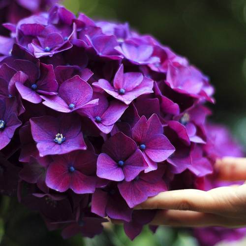 Ask Dr. Phipps: Hydrangeas Don’t Bloom