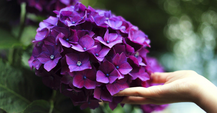 Ask Dr. Phipps: Hydrangeas Don’t Bloom