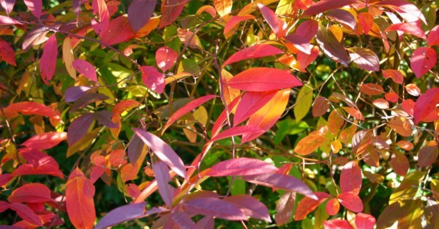 10 Alternatives to Japanese Barberry Phipps Conservatory and