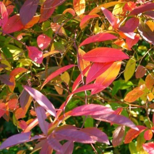 10 Alternatives to Japanese Barberry