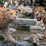 Jungle Creatures and Fantastic Features: Jaguars