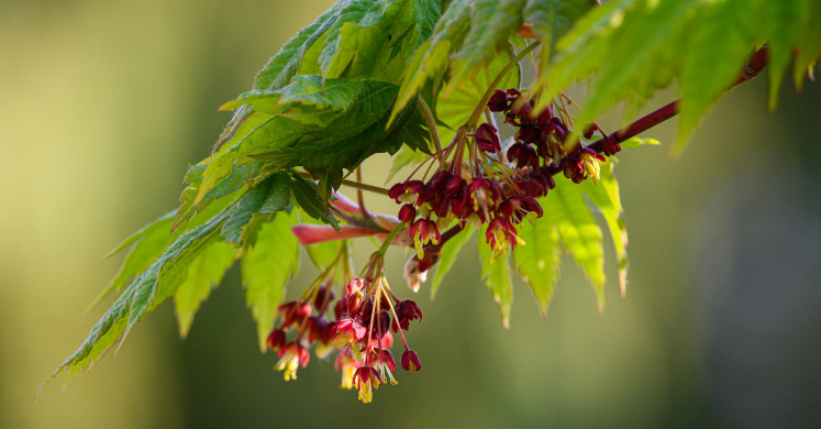 Ask Dr. Phipps: Damaged Trees