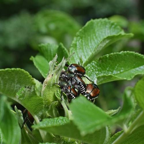 Ask Dr. Phipps: Get a Jump on Japanese Beetles!