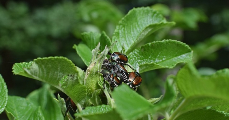 Ask Dr. Phipps: Get a Jump on Japanese Beetles! Ask Dr. Phipps: Get a Jump on Japanese Beetles!