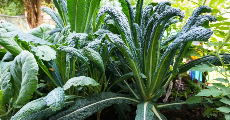 What We’re Cooking With Now: Kale What We’re Cooking With Now: Kale