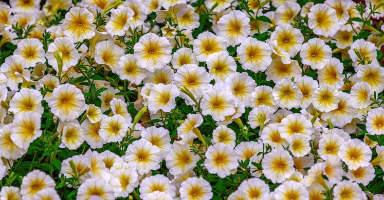 This Week at Phipps: June 24 - 30 This Week at Phipps: June 24 - 30