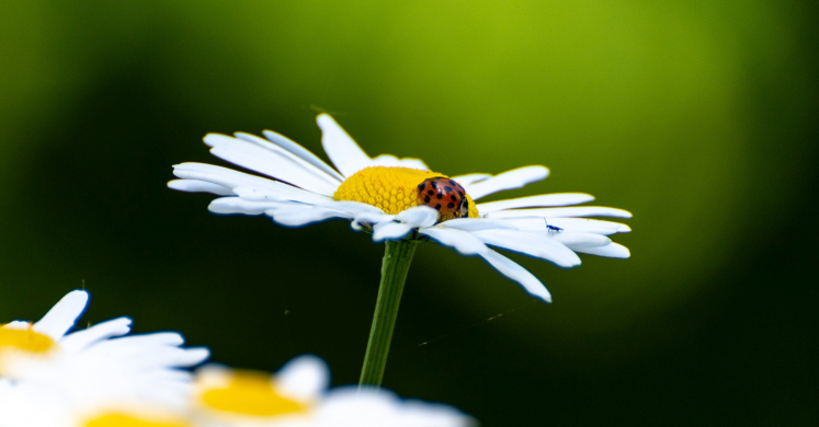Beneficial Insects: Natural Enemies Beneficial Insects: Natural Enemies