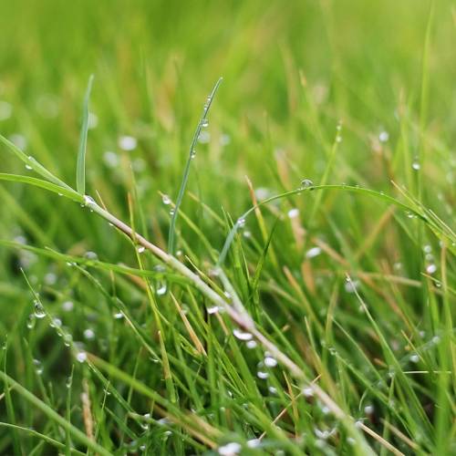 Ask Dr. Phipps: Spring Lawn Installation