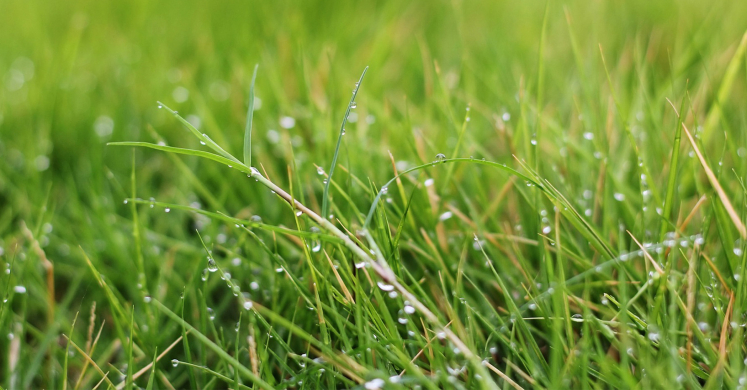 Ask Dr. Phipps: Spring Lawn Installation