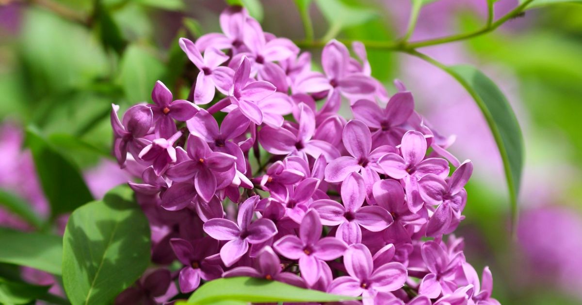 #bioPGH Blog: Common Lilac | Phipps Conservatory and Botanical Gardens ...