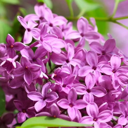#bioPGH Blog: Common Lilac