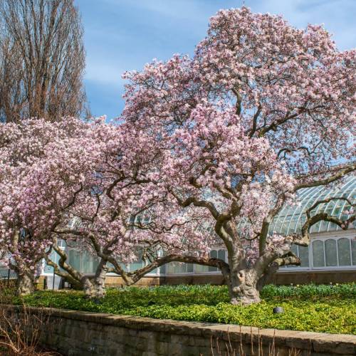 #bioPGH Blog: Magnolias