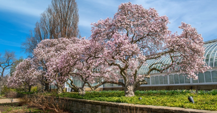 #bioPGH Blog: Magnolias