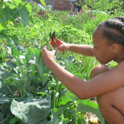 Health in Motion: In the Garden with Food City Fellows Northside