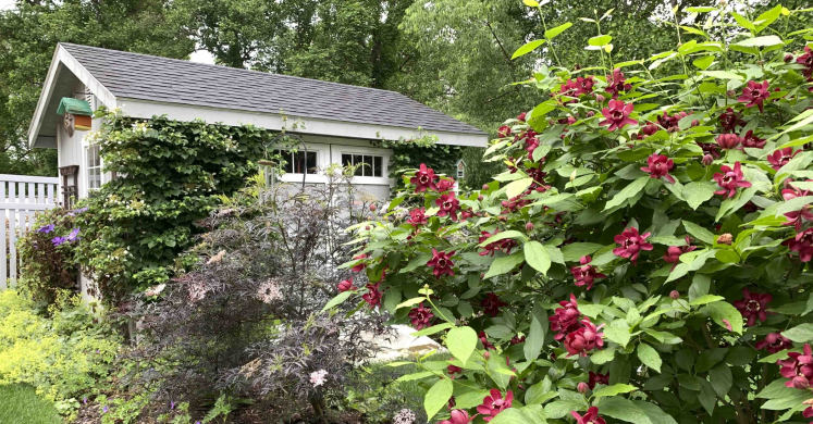Small Gardens, Big Impact: An Award Winning Native Landscape Small Gardens, Big Impact: An Award Winning Native Landscape