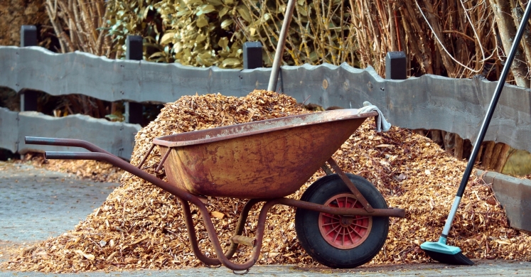 Ask Dr. Phipps: Mulch on Our Minds Ask Dr. Phipps: Mulch on Our Minds