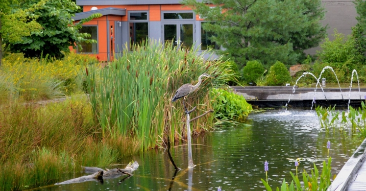 #bioPGH Blog: Great Blue Heron