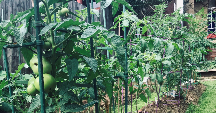 Small Gardens, Big Impact: Abundant Edible Garden Small Gardens, Big Impact: Abundant Edible Garden