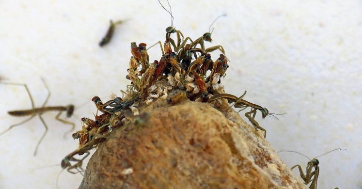 #bioPGH Blog: The Case of the Mysterious Ootheca #bioPGH Blog: The Case of the Mysterious Ootheca