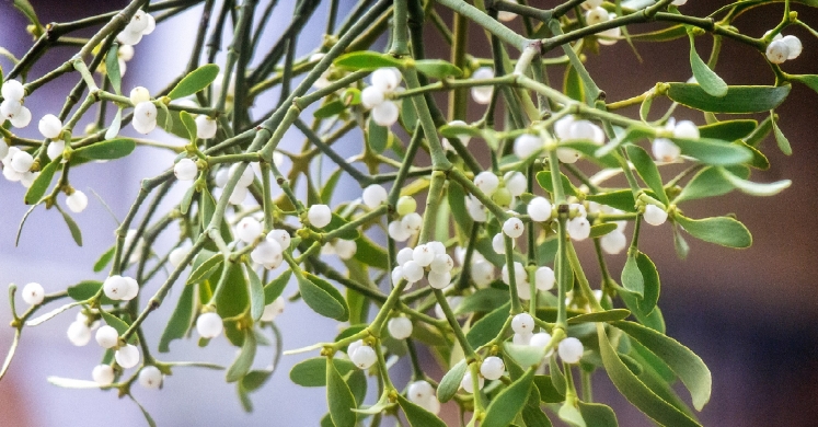 #bioPGH Blog: Mistletoe #bioPGH Blog: Mistletoe