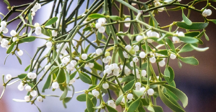 #bioPGH Blog: Mistletoe