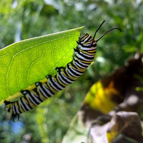 #bioPGH Blog: Monarch Butterflies