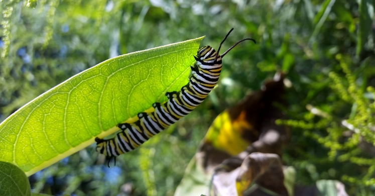 #bioPGH Blog: Monarch Butterflies