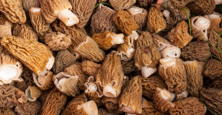 Sautéed Morel Mushrooms Sautéed Morel Mushrooms