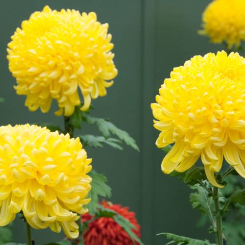 #bioPGH Blog: Chrysanthemums