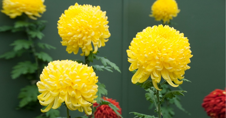 #bioPGH Blog: Chrysanthemums #bioPGH Blog: Chrysanthemums