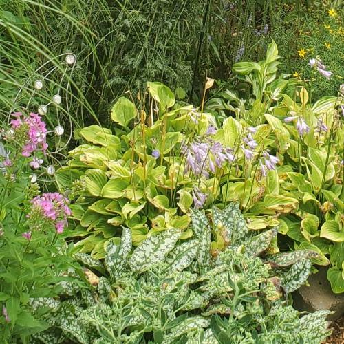 Small Gardens, Big Impact: Native Micro-Garden