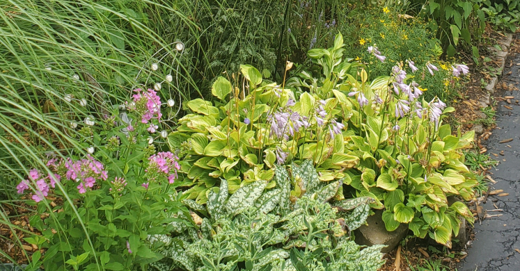 Small Gardens, Big Impact: Native Micro-Garden