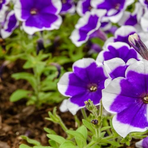 Support Local Nurseries