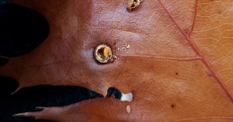 #bioPGH Blog: Oak Galls #bioPGH Blog: Oak Galls