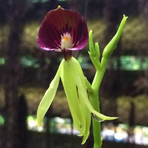 Octopus Orchids and Sulfurous Streams in Cuba