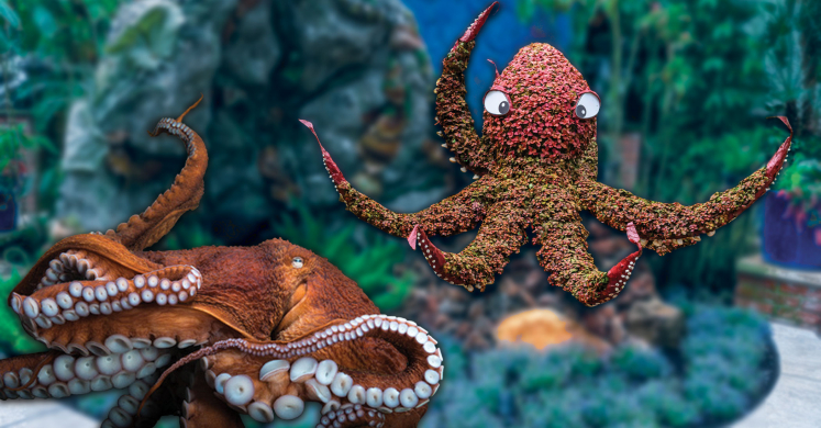 Under the Sea Creations and FINspirations: All About Octopi Under the Sea Creations and FINspirations: All About Octopi
