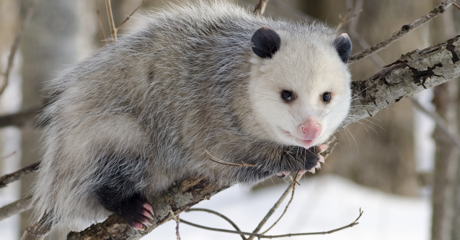 Biopgh Blog The Awesome Opossum Phipps Conservatory And Botanical