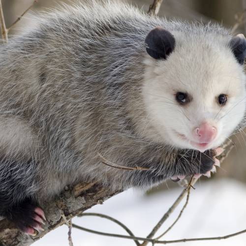 #bioPGH Blog: Playin’ Possum