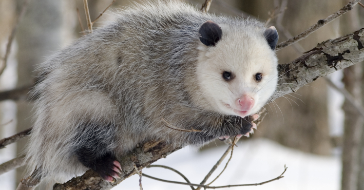 #bioPGH Blog: The Awesome Opossum