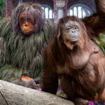 Jungle Creatures and Fantastic Features: Orangutans