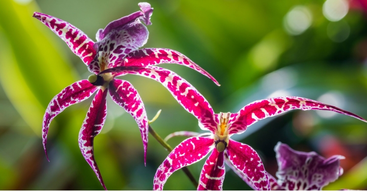This Week at Phipps: Jan. 7 – 13 This Week at Phipps: Jan. 7 – 13