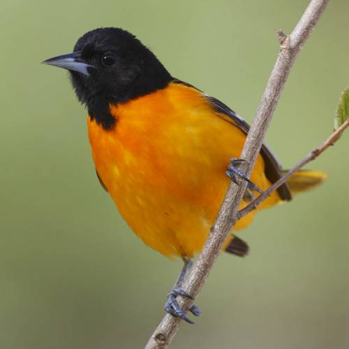 #bioPGH Blog: Baltimore Orioles