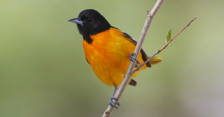 #bioPGH Blog: Baltimore Orioles