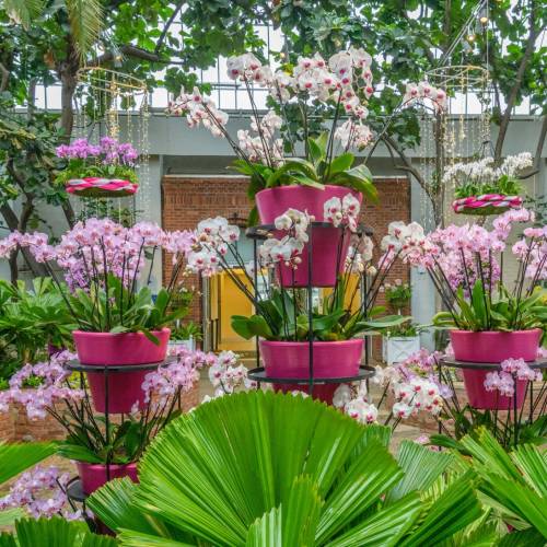 Inside Eye Candy: A Guide to Orchid and Tropical Bonsai Show