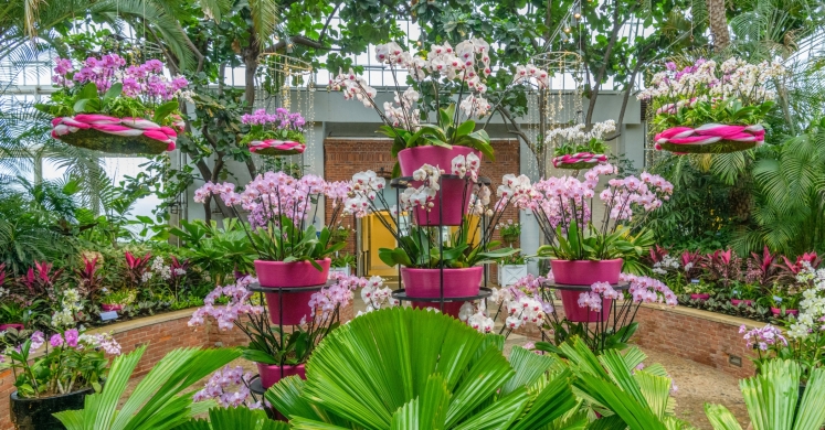 Inside Eye Candy: A Guide to Orchid and Tropical Bonsai Show